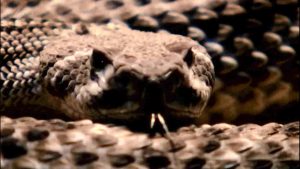 The World's Largest Snake