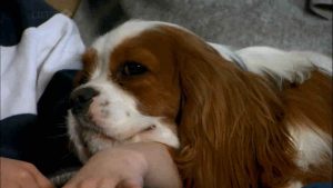 The Secret Life of the Dog