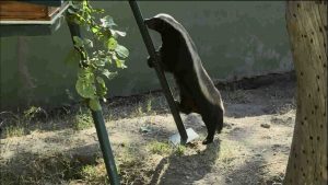 Honey Badgers: Masters of Mayhem