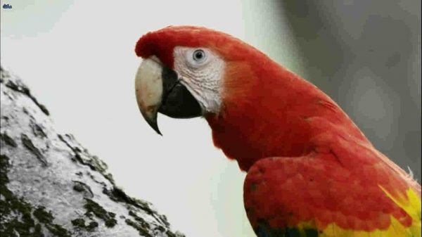 Parrot Confidential