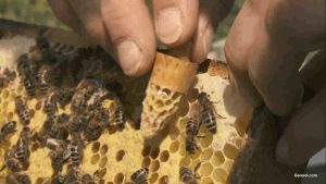 More Than Honey
