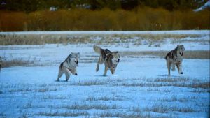 Wolves