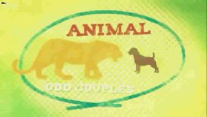 animal odd couples
