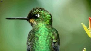 extraordinary birds