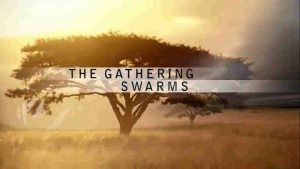 The-Gathering-of-Swarms-gallery1