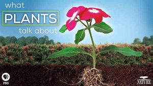 What Plants Talk About