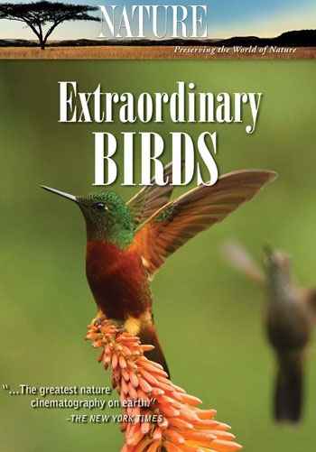 extraordinary birds